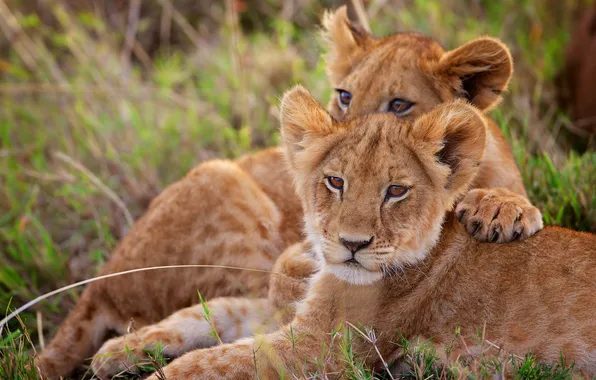 Kids, lions, the cubs