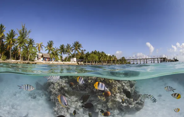 Fish, corals, the bottom of the sea, they say, coconut