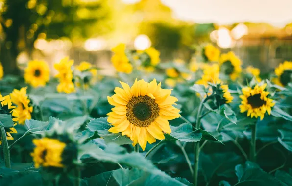 Picture sunflowers, a lot, yellow petals