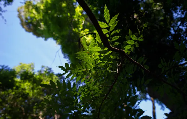 The sky, leaves, macro, trees, branches, nature, green