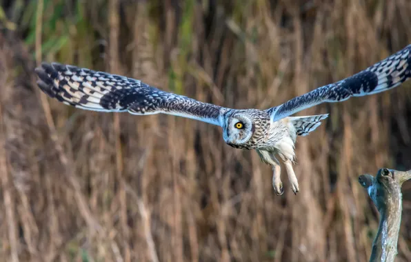 The sun, nature, owl, bird, wings, flight, bitches, bokeh