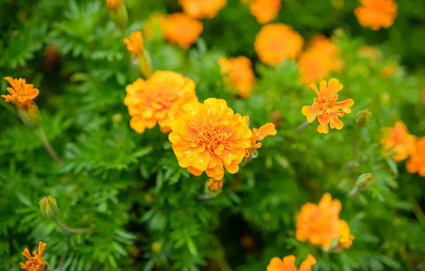 Flowers, Bush, garden, orange, bokeh, marigolds