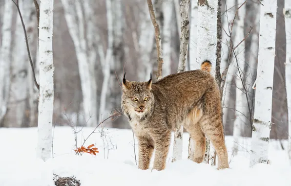 Winter, look, snow, nature, lynx, face