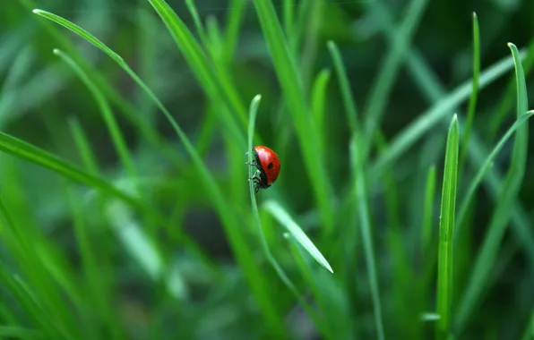 Picture greens, grass, insects, nature, ladybug, beauty, spring, morning