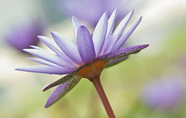 Flower, water, drops, nature, plant, petals