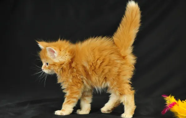 Picture fluffy, red, kitty