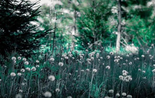 Forest, summer, nature