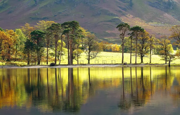 Picture trees, landscape, lake