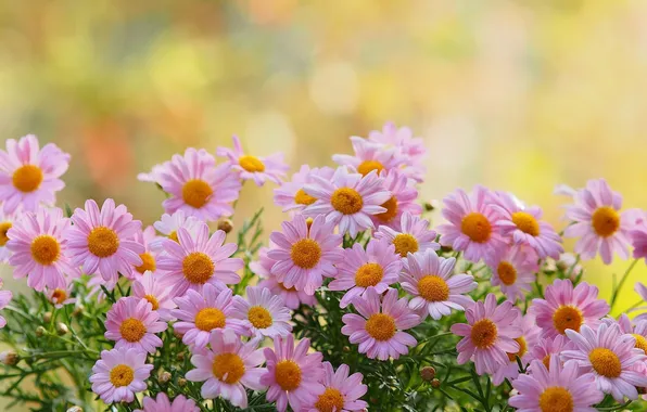 Picture greens, chamomile, petals, blur, pink