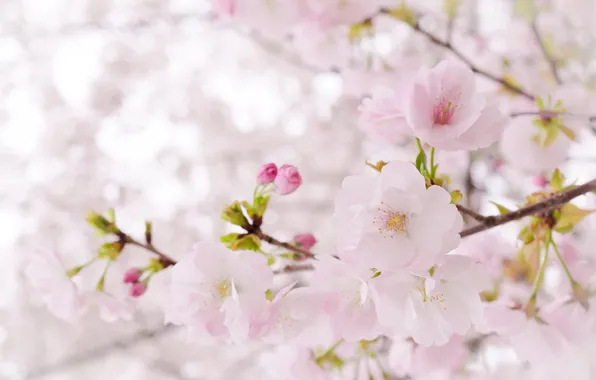 Tree, pink, tenderness, spring, Sakura