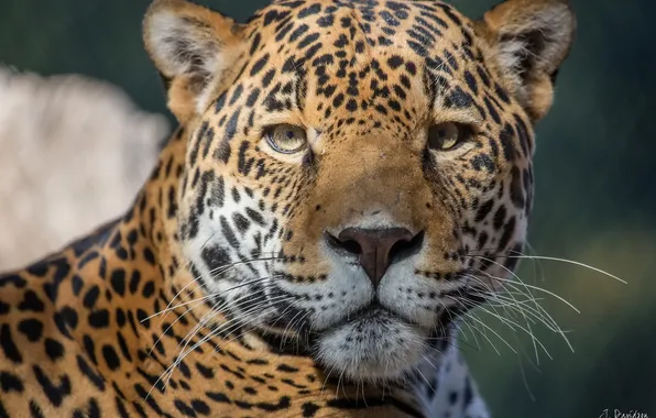 Picture mustache, face, predator, Jaguar, big cat
