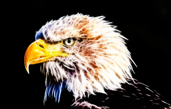 Eagle, fractal, fractal art