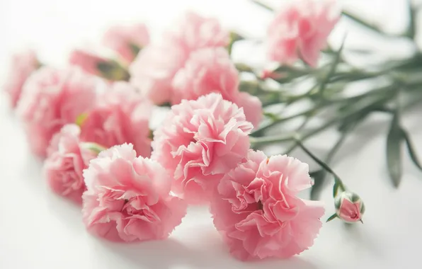 Light, flowers, holiday, bouquet, pink, carnation, clove, AI art