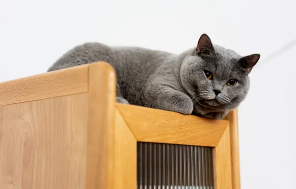 Cat, cat, look, pose, grey, wall, the ceiling, shelf