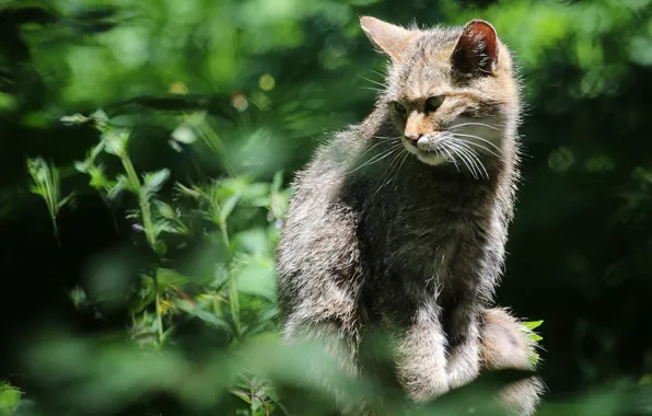 Cat, cat, look, face, leaves, light, nature, pose