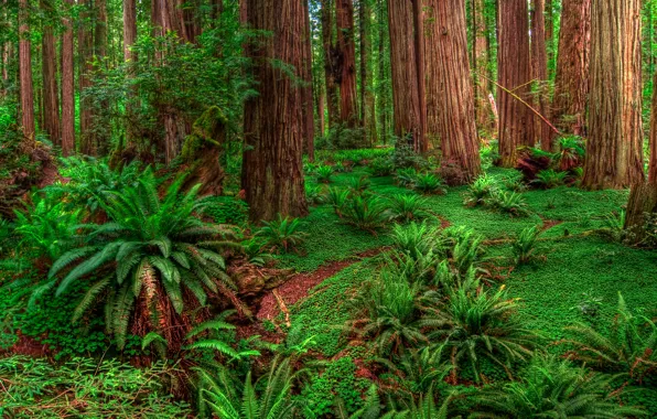 Greens, forest, trees, the bushes