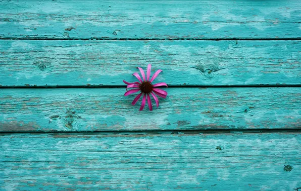 Picture flower, flowers, background, wall, Wallpaper, Board, minimalism, at least