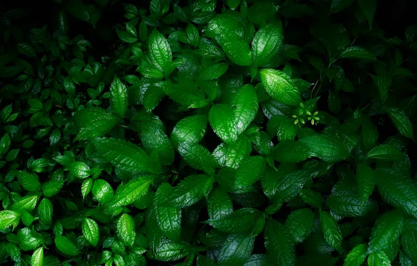 Greens, grass, flowers, nature, wet, the bushes