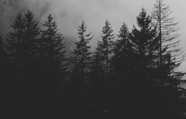 Forest, nature, fog, the darkness