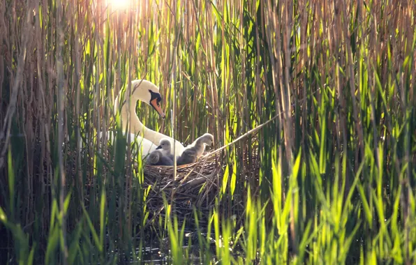 Birds, reed, swans