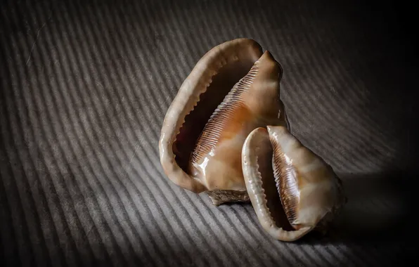 Picture macro, style, background, shell