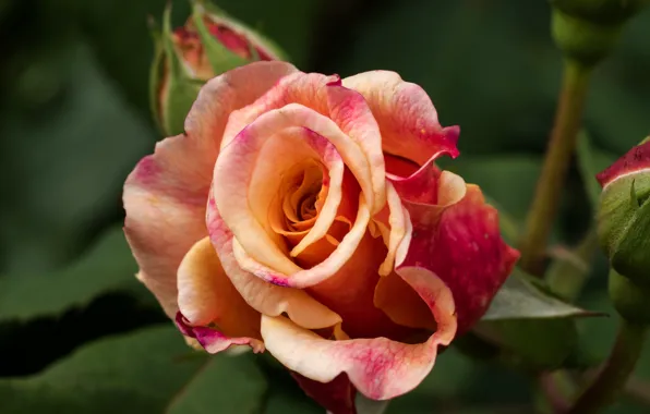 Picture macro, rose, buds