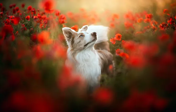 Each, Maki, dog