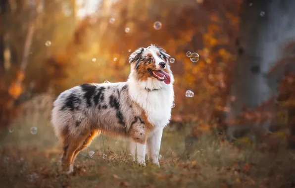 Autumn, look, nature, pose, Park, dog, bubbles, face