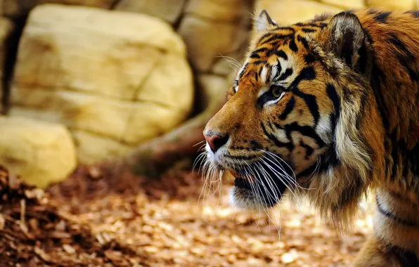 Picture look, face, tiger, predator, profile