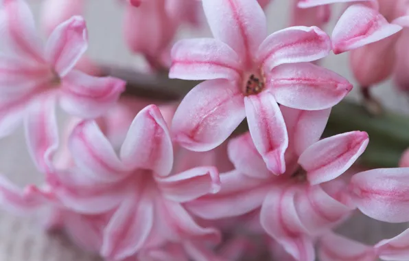 Picture macro, flowers, close-up, background, light, petals, pink, hyacinths