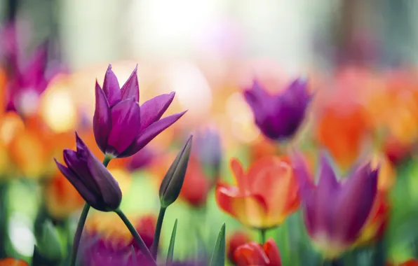 Wallpaper purple, flowers, orange, spring, tulips, flowerbed, lilac, bokeh