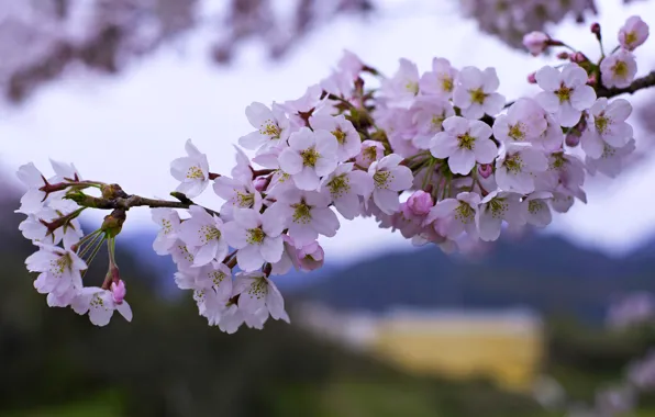 Picture branches, cherry, spring, Sakura, flowering
