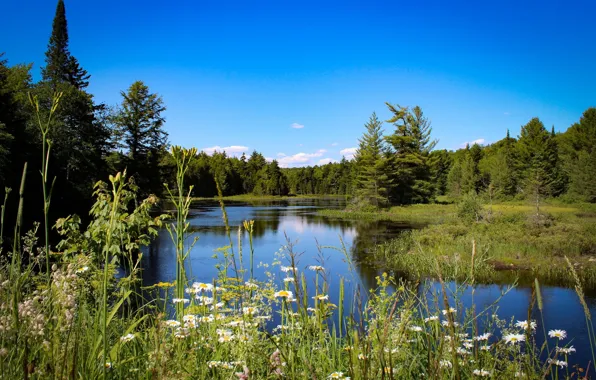 Greens, the sky, trees, river