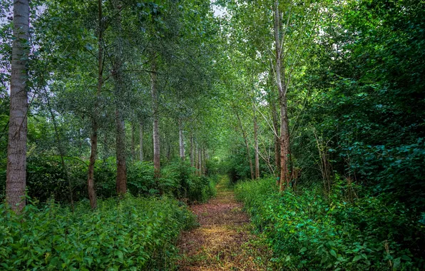 Greens, forest, trees, the bushes, clearing