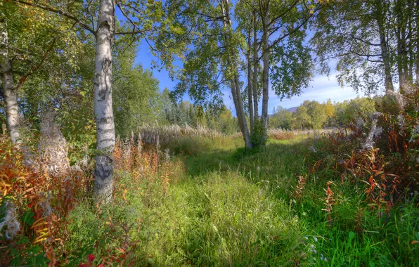 Picture summer, grass, trees, foliage