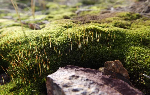 Picture macro, stone, moss