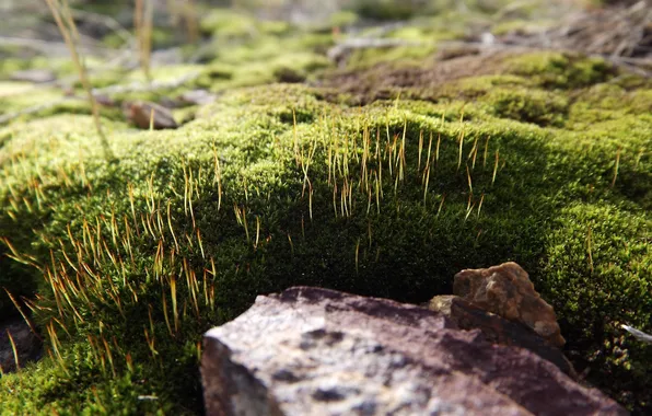 Macro, stone, moss
