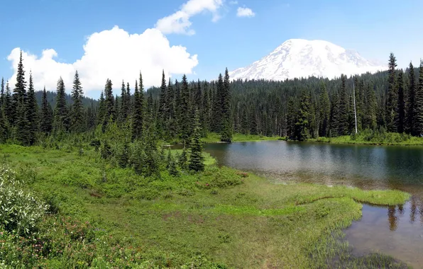 Picture forest, grass, nature, Park, photo, USA, Washington, Mount Rainier