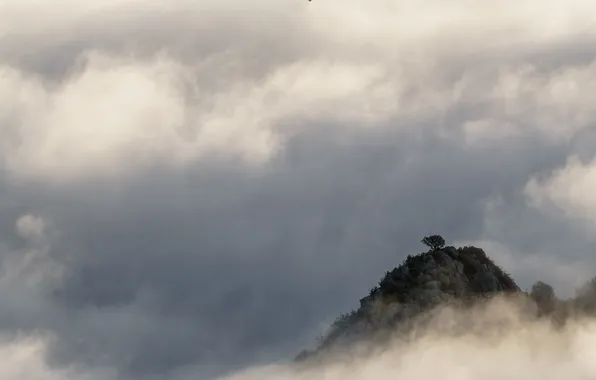 Clouds, nature, fog, tree, rocks