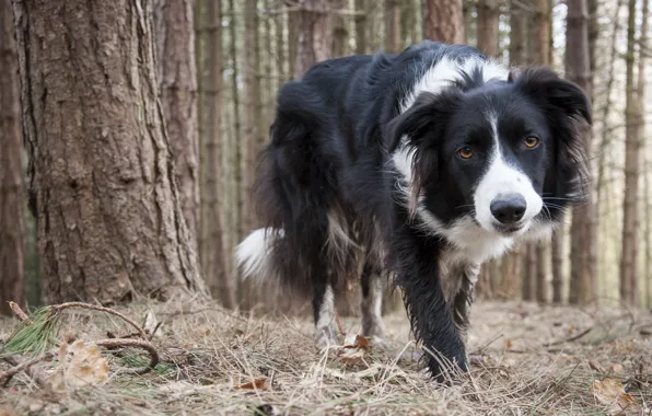 Picture each, dog, Collie