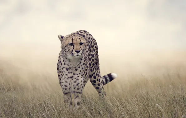 Picture grass, Cheetah, bokeh