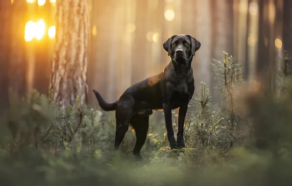 Forest, dog, Labrador Retriever