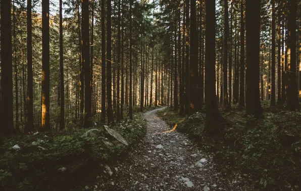 Road, forest, trees, nature