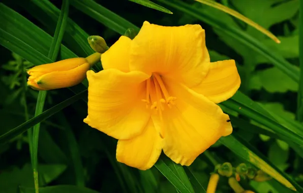 Picture Macro, Macro, daylilies, Day-lily