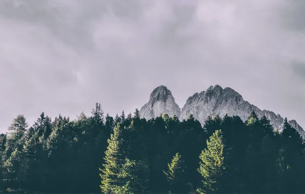 Picture forest, the sky, clouds, trees, mountains, nature, rocks, Italy