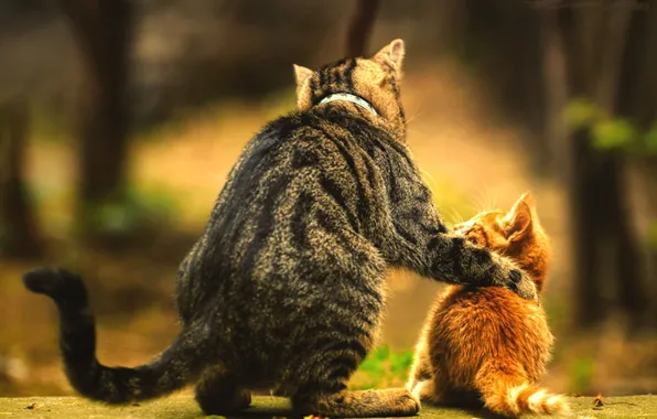 Sitting, ginger kitten, Tabby cat