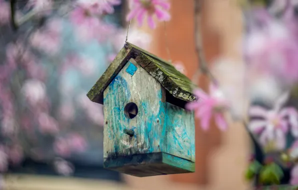 Wallpaper nature, birdhouse, house for mobile and desktop, section