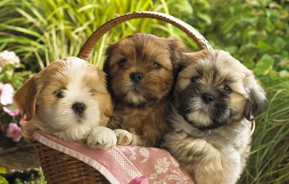 Basket, puppies, Dogs