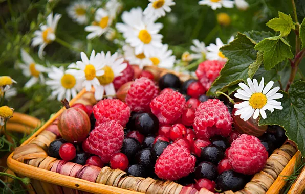 Picture flowers, berries, raspberry, chamomile, basket, currants, gooseberry