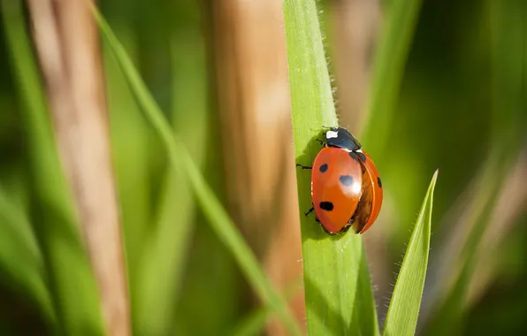 Picture macro, ladybug, beetle, insect, grass, bokeh